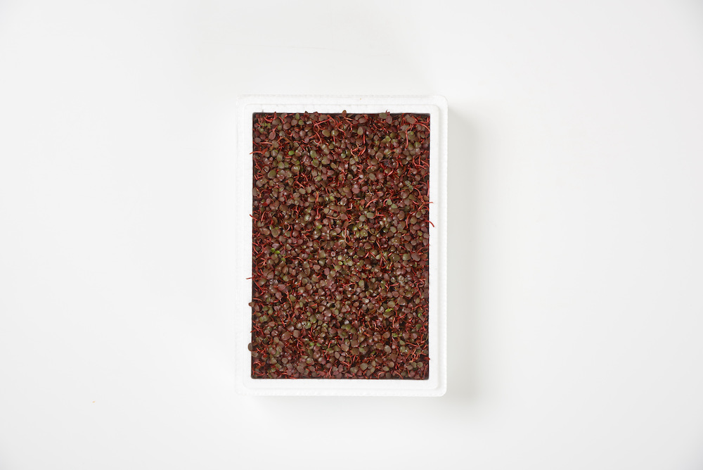 紅たて商品写真