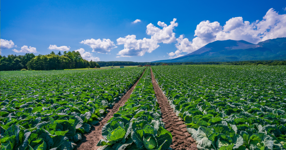 おいしい野菜研究室 栽培時農薬不使用】お任せ葉物野菜2㎏ | 野菜/レタス 産直アウル
